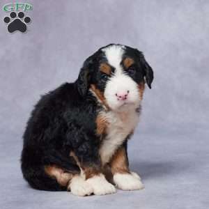 Luna, Mini Bernedoodle Puppy